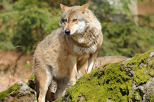 Urlaub am Nationalpark Bayerischer Wald